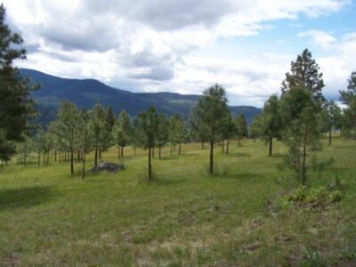 Living Off Grid – Forest Fire Image